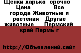 Щенки харька! срочно. › Цена ­ 5 000 - Все города Животные и растения » Другие животные   . Пермский край,Пермь г.